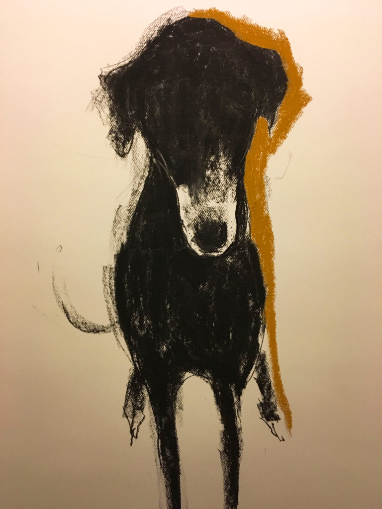 One of Sally Muir's loveable dogs