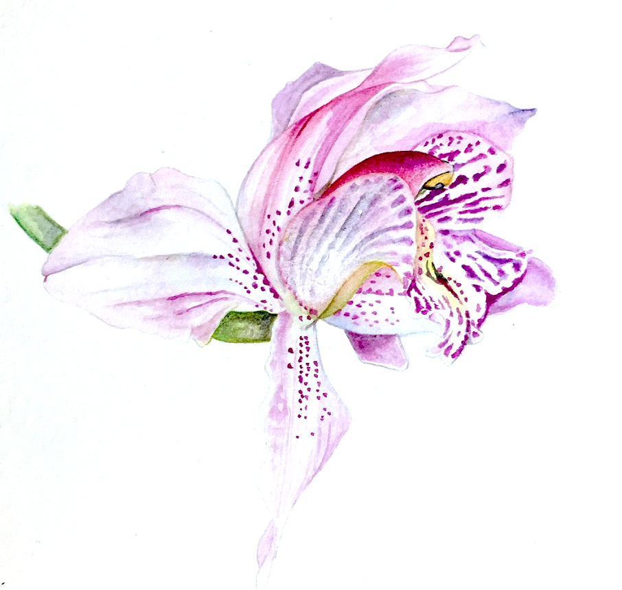 Botanical orchid by Karen Green Art at Pegasus Art