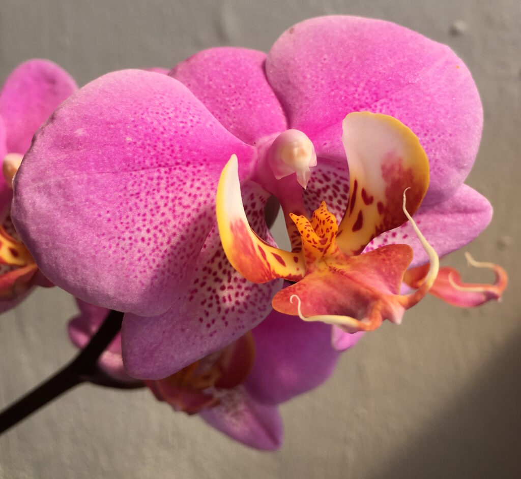 How to paint an orchid by botanical artist Karen Green at Pegasus Art. 