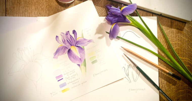 How to paint an Iris – with botanical artist Karen Green
