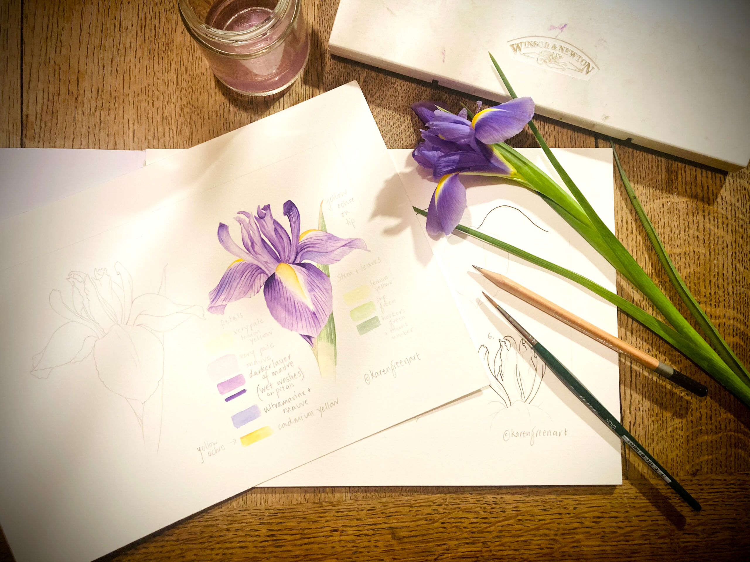 How to paint an Iris – with botanical artist Karen Green
