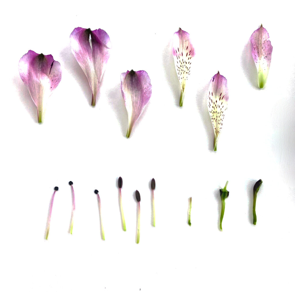 Learn how to paint summer flowers on a botanical watercolour painting workshop with Karen Green