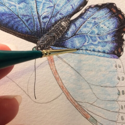 cath hodsman part way through painting a blue moth