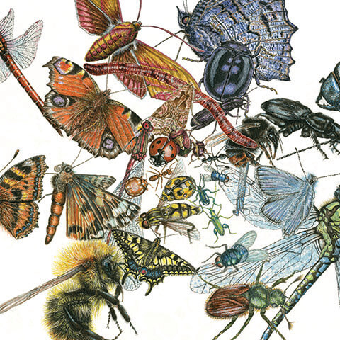 cath hodsman painting of mixed insects