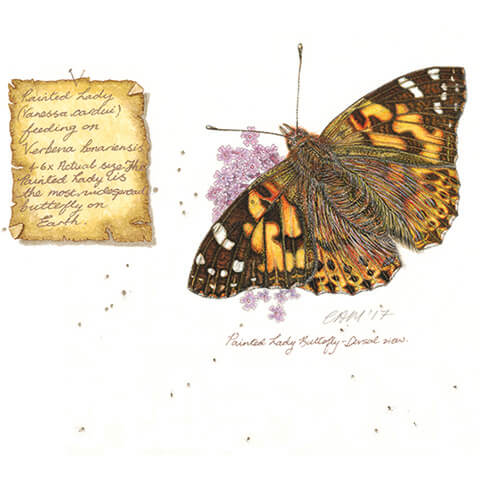 cath hodsman painted lady butterfly illustration with notes