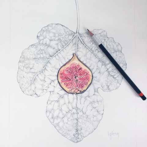 Karen Green Botanical Painting -drawing of a fig half with leaf background 