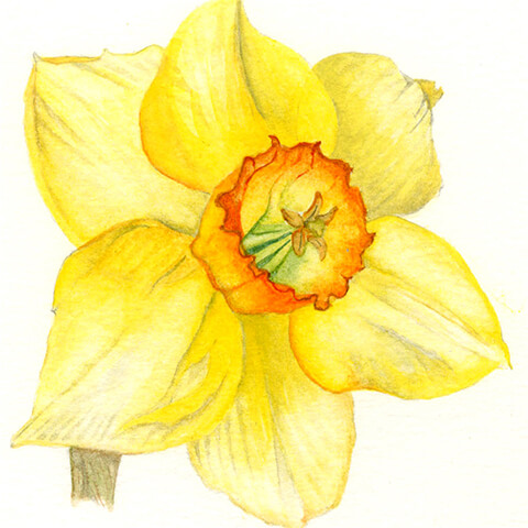 Karen Green botanical watercolour paintings daffodil