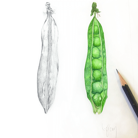 Karen Green Botanical Painting - green peas in a pod