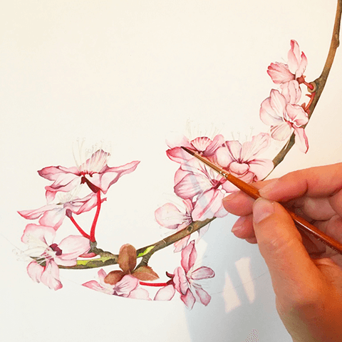 2x Sakura Cherry Blossom Flower Watercolour Painting Art Quality Canvas Print A3