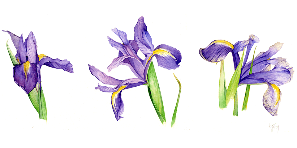 Karen Green spring iris flowers painting in watercolour