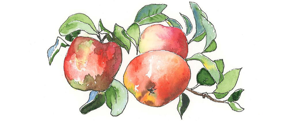 Liz Lancashire start with art drawing class - red apples
