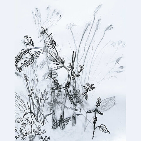 Liz Lancashire start with art drawing class - sketches of tall thin plants
