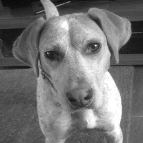 black and white photograph of a yellow labrador looking directly at the camera