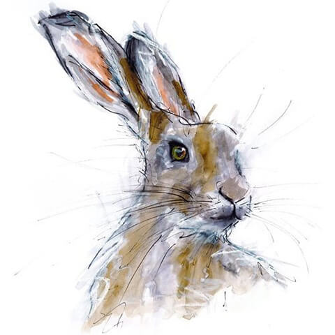 max hale pen and wash hare white background