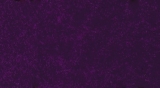 Manganese Violet VL7392