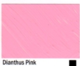 724 Dianthus Pink