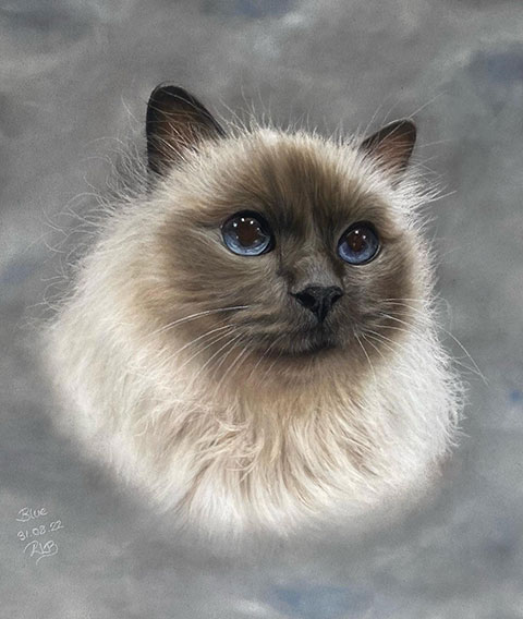 Rachael Kuczaj - pastel drawing white and grey ragdoll cat
