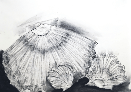 susan kester sketch of shells