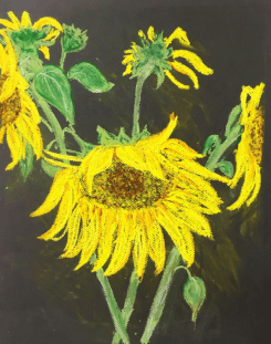 susan kester pastel drawing sunflowers