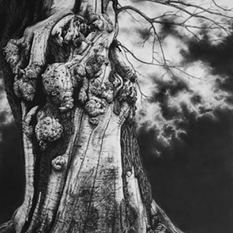 detailed textured drawing of a tree trunk